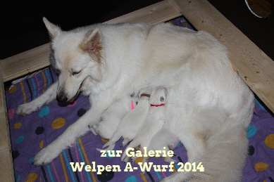 Welpen_AWurf_2014